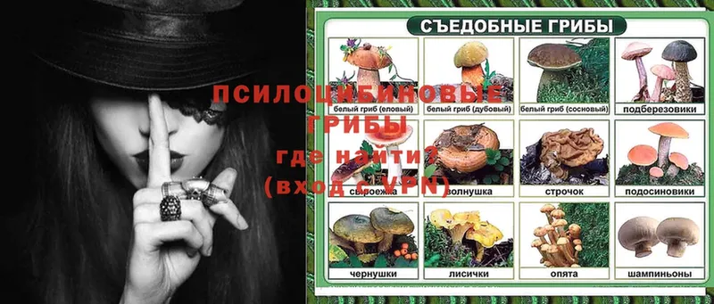 Галлюциногенные грибы Psilocybine cubensis Воронеж